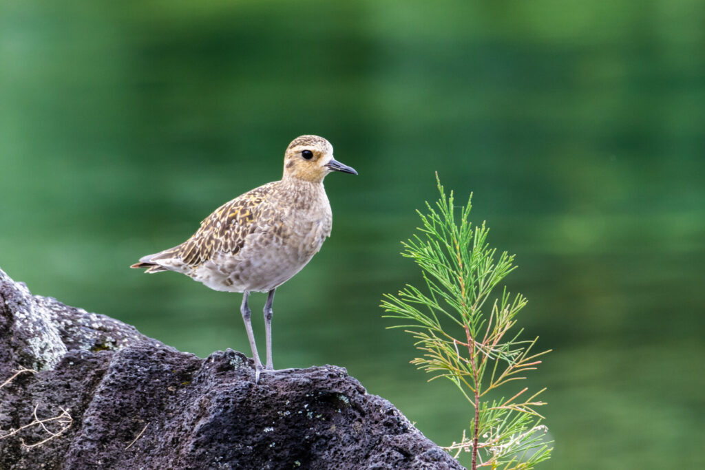 Pacific Golden Plover (pluvialis fulva) standing on a volcanic rock near a young pine tree sapling. Nearby pond is in the background. In Hilo, Hawaii.
